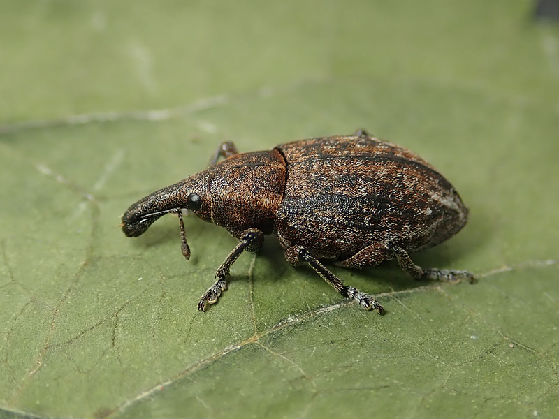 Curculionidae: Lepirus armatus o capucinus ? Lepyrus capucinus